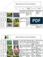 Manejo Integrado de Plagas y Enfermedades en El Cultivo de Aguacate-1