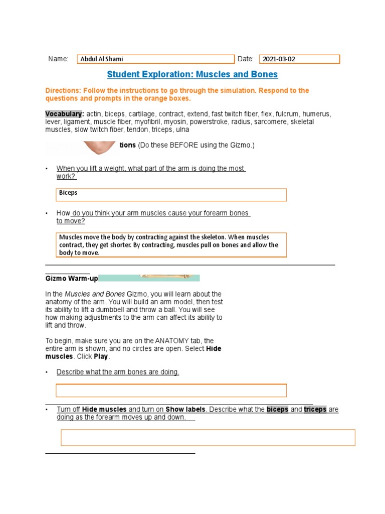 Student Exploration: Muscles and Bones | PDF | Muscle | Arm