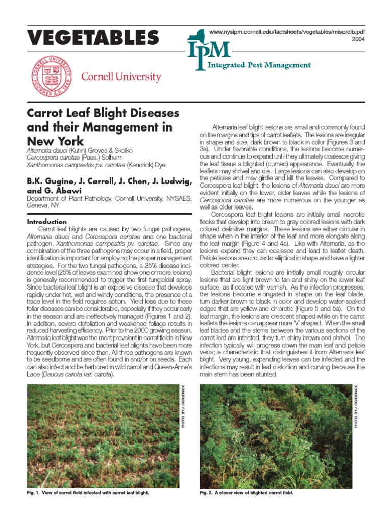 Carrot Leaf Blight PDF Microbiology Branches Of Botany