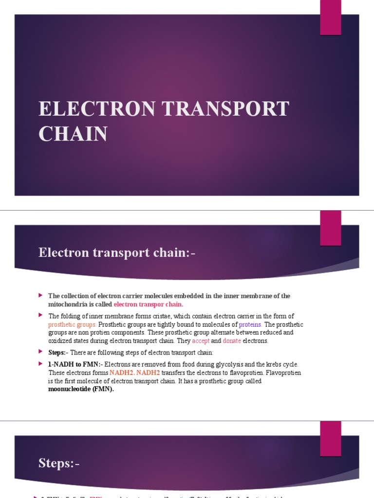 Overview of the Electron Transport Chain | PDF | Electron Transport ...