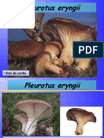 Pleurotus Eryngii: - Seta de Cardo