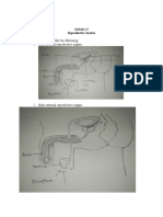 Activity 13 - Reproductive System - PERALTA