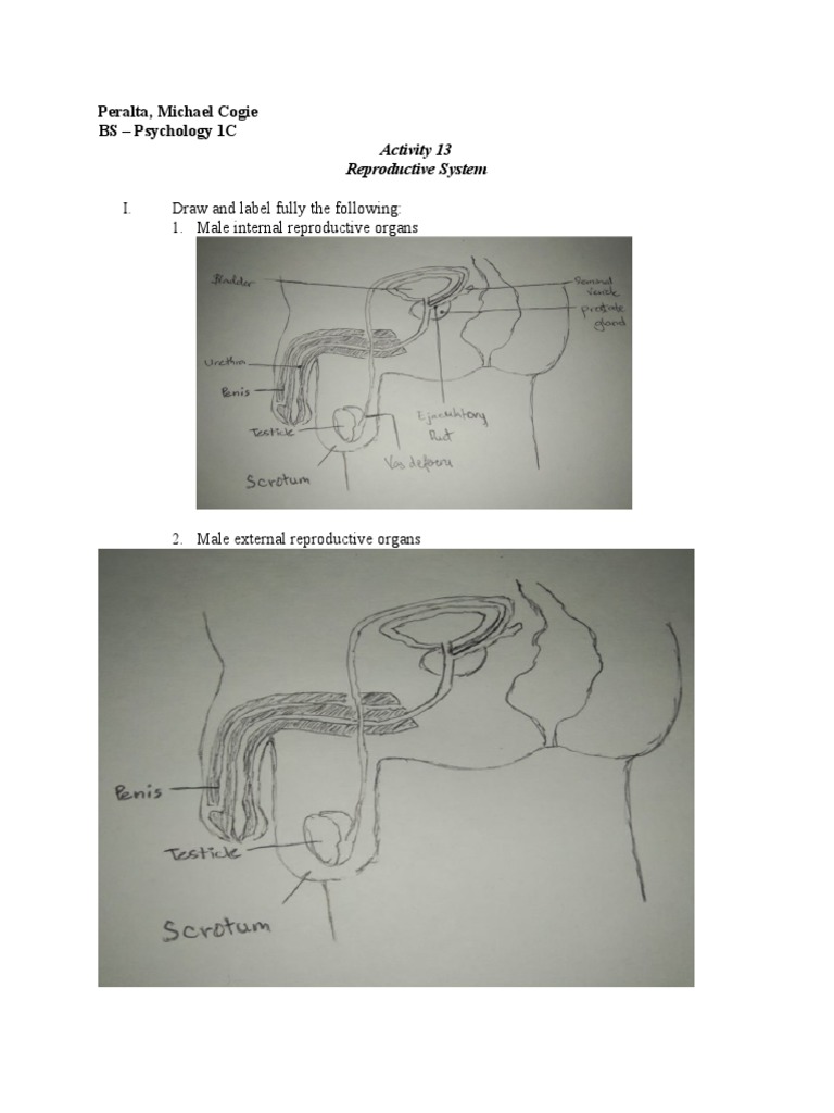 Reproductive System Study Guide | PDF