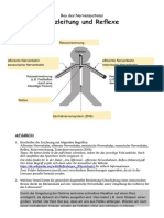01b Afferente - Efferente Nervenbahnen, Reflex (AB) - Bearbeitet