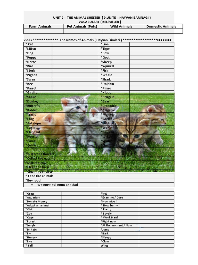 Animal Shelter Vocabulary for Kids | PDF | Pet | Animals And Humans