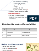 2.1. Caryophyllidae - Cẩm Chướng