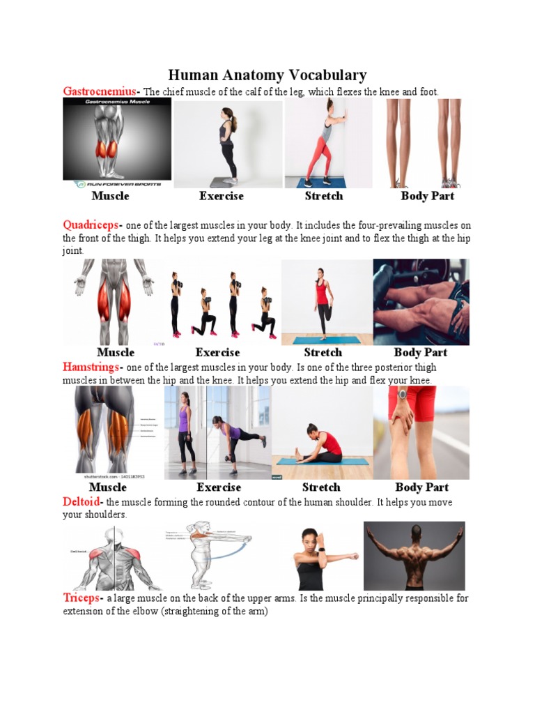 Human Anatomy Vocabulary PDF