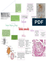Túbulos seminales
