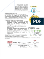 (PDF) 4. - Krebs y Glioxilato