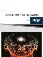 Anatomi Sistem Saraf