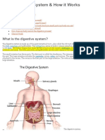 Digestative System