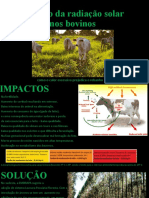 O Efeito Da Radiação Solar Nos Bovinos