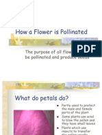 Flower Pol