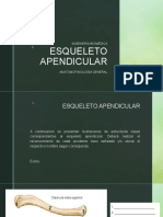 Esqueleto Apendicular