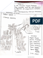 Pinophyta Praktiku