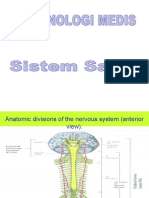 Nervous System Anatomy and Functions