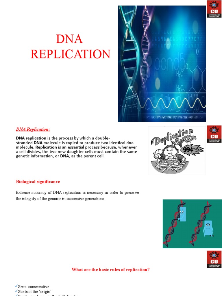 Bidirectional DNA Replication Explained | PDF | Dna Replication | Dna