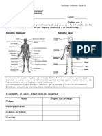 Guia Sistema Locomotor Docx