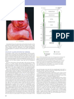 Section I / General: Pituitary Gland (Hypophysis Cerebri)