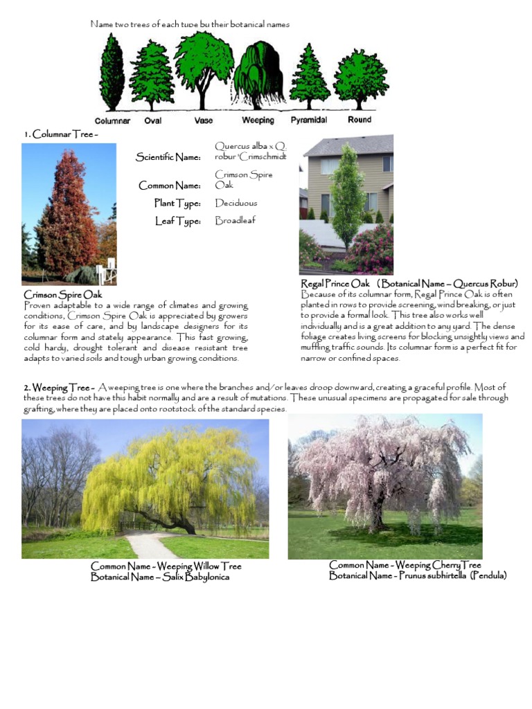 Common Botanical Names of Trees PDF Oak Trees