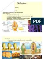 Filo Porifera e Cnidaria