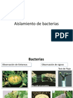 Clase 3.1 B Aislamiento de Bacterias y Hongos Practica 3