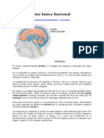 Neuroanatomía Básica Funcional