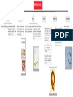 Estrongiloidosis: Etiologia Epidemiologia Sintomas Tratamiento Ciclo Diagnostico