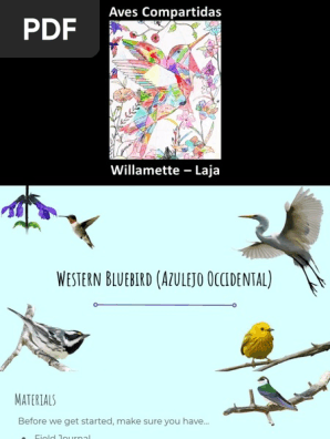 slideshow  3rd grade species - western bluebird