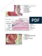 Histologi Pencernaan