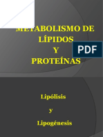 05 Metabolismo de Lipidos y Proteinas1