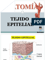 Anatomia Tejido Epitelial