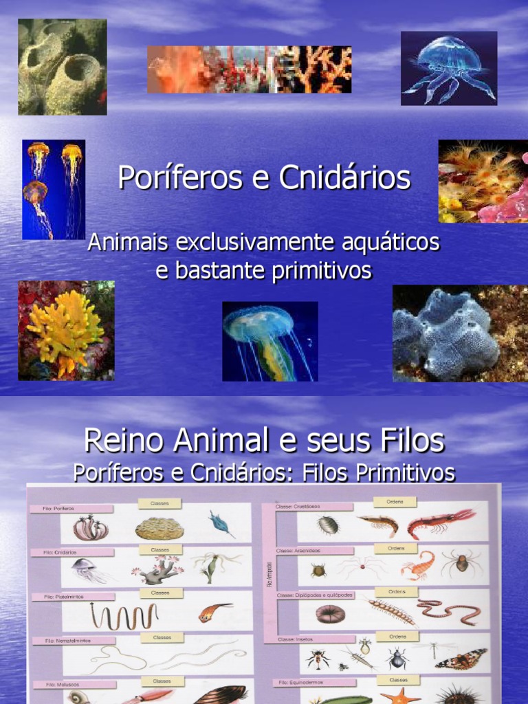 Poriferos e Cnidarios | PDF | Esponja | Biologia