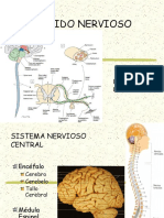 03 - Tejido Nervioso y SNP Enfermería