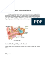 Anatomi Dan Fungsi Telinga Pada Manusia