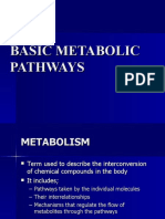 Basic Metabolic Pathways