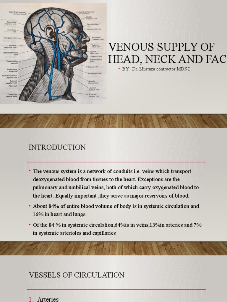 Venous Anatomy of Head and Neck | PDF | Vein | Common Carotid Artery