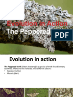 Peppered Moth PowerPoint