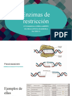 Enzimas de Restricción