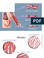 Os principais tipos de tecidos musculares
