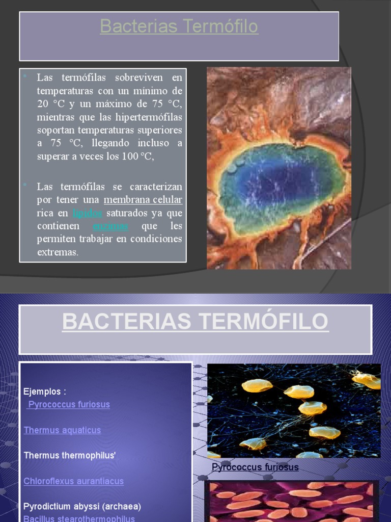 Bacterias Termófilo | PDF | Las bacterias | Bacilo
