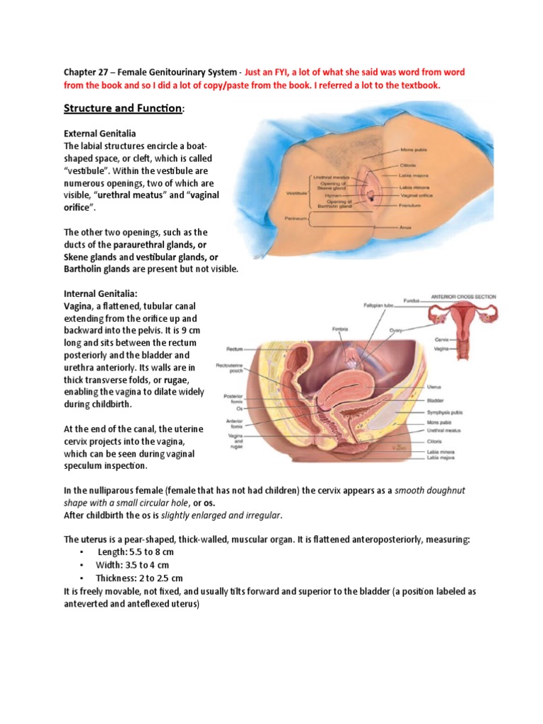 Chapter 27 - GU Female System | PDF | Vagina | Urinary Incontinence