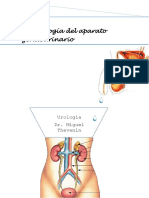 Embriología Del Aparato Genitourinario
