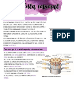 Anatomia Sistema Nervioso