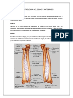 Osteologia y Artrologia Del Codo y Antebrazo