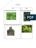 Kelompok 4 - Unit Pinophyta