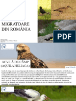 Pasari Migratoare Din Romania