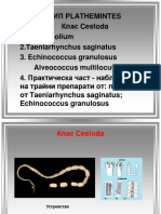 Cestoda