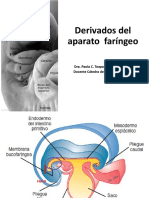 1 Segundo Arcos Faringeos