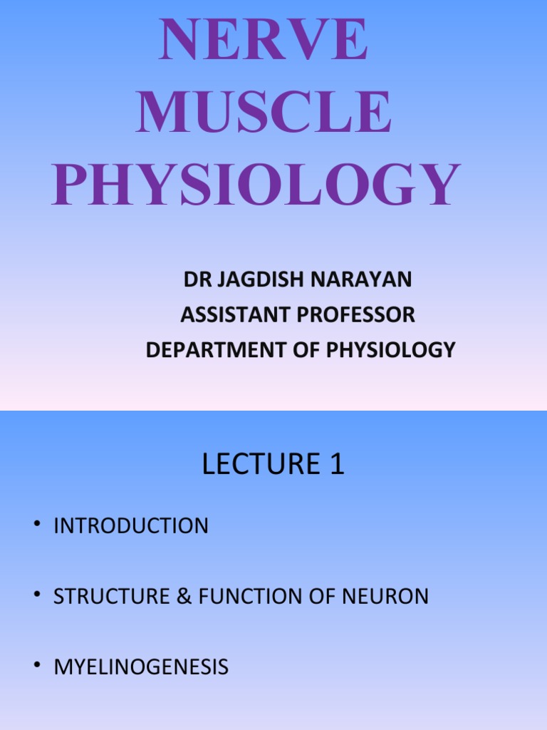 Nerve Structure and Myelinogenesis Overview | PDF | Axon | Myelin